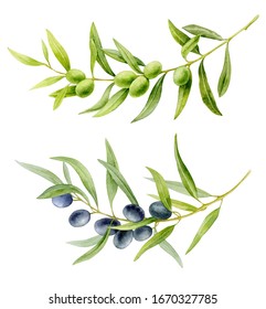 Watercolor illustration. Set of olive branches. Long curved branches with green and black olives and leaves on a white background.