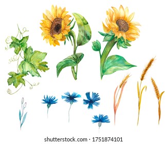 Watercolor illustration. Set of plants in summer and autumn. Yes Yes blooming sunflower on the stalk, a set of blue field cornflowers, ripe wheat, green vine. Watercolor elements to create a design.