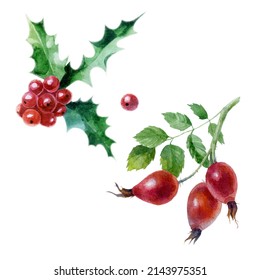 Watercolor illustration set. Raspberries, raspberries on a branch, wild rose, holly.