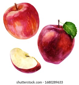 Watercolor illustration, set. Watercolor red apple, rose apple and apple slice