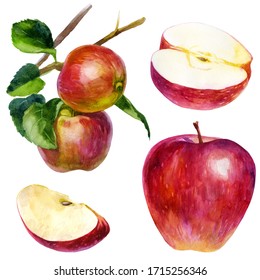 Watercolor illustration set. Watercolor red apple, two apples on a branch with leaves, an apple slice and half an apple.