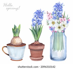 Watercolor illustration. Set of spring flowers on a white background. Hyacinth bloom, leaves.