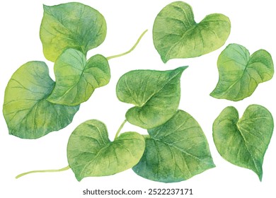 watercolor illustration set of sweet potato leaves isolated on white background - Powered by Shutterstock