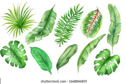 Set Tropical Leaves Stock Vector (Royalty Free) 577105294