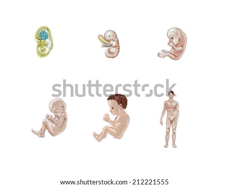 various stages of human development