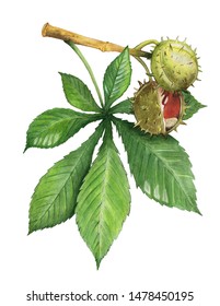 Watercolor Illustration: Small Branch Of Chestnut Tree. Green Leaves And Nuts. 