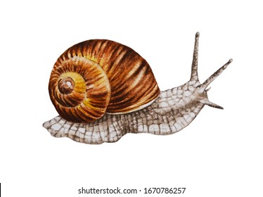 352,871 Snail Images, Stock Photos & Vectors | Shutterstock