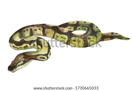 Watercolor illustration of a snake, python, pet, reptile.