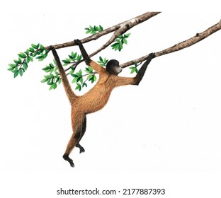 Watercolor Illustration Of Spider Monkey Swinging On Tree Branch
