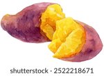 Watercolor illustration of split in half sweet potatoes isolated on white background. Steamed sweet potatoes.