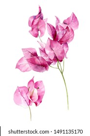 Watercolor illustration of a sprig of bougainvillea flowers. Botanical illustration. Bright pink flowers.