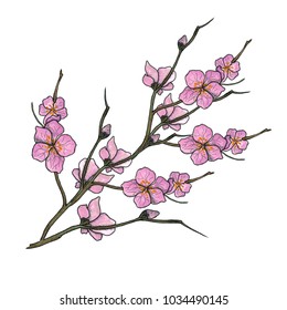 Watercolor illustration of spring bloom branch with pink flowers, buds. Realistic design isolated on white. Blooming cherry tree twigs, blossom collection. Apple, peach or apricot flowering branches.