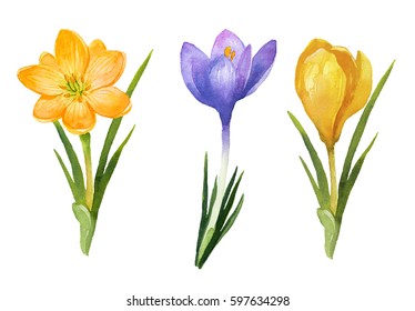 Watercolor Illustration. Spring Flowers Crocus.