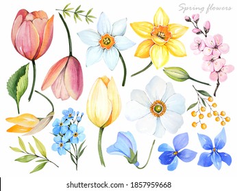 Watercolor illustration. Spring flowers set. Tulip, daffodil, violet on a white background.