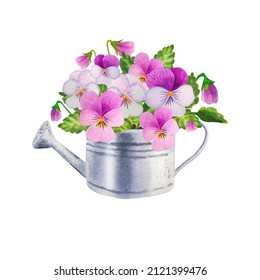 watercolor illustration of spring viola flowers in watering can