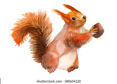 Watercolor Illustration. Squirrel