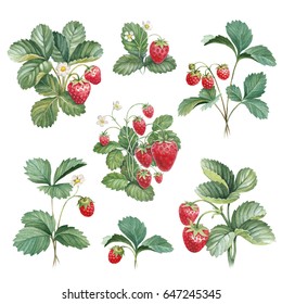 Watercolor Illustration Of Strawberry Bush