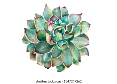 Watercolor Illustration Sukulent On Black Background Stock Illustration ...