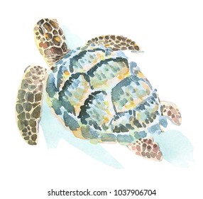 Watercolor Illustration Of A Swimming Sea Turtle.