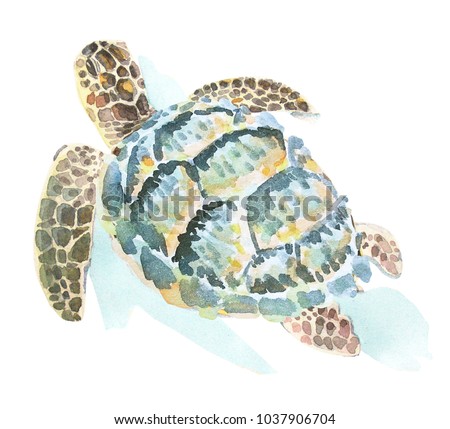 Watercolor illustration of a swimming sea turtle.