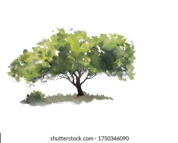 Big Tree Watercolor Images, Stock Photos & Vectors | Shutterstock