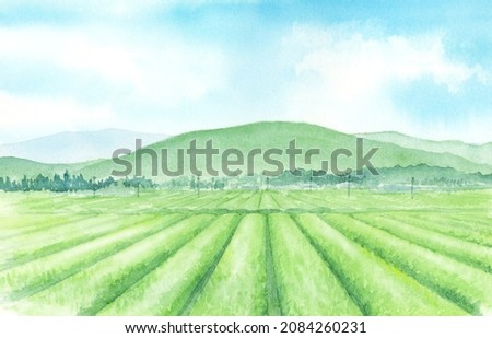 Watercolor illustration of tea plantation