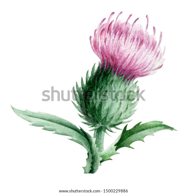 Multicolor The Watercolor Wildflower Art The Purple Thistle Flower and Leaves on White Wildflower Throw Pillow 16x16 