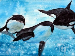 Watercolor Illustration Of Three Killer Whales Frolicking And Playing With Each Other Under Aquamarine Blue Water 