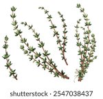 Watercolor Illustration of Thyme: Aromatic Herbs Isolated on White Background