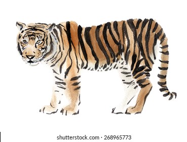 Watercolor Illustration Of A Tiger