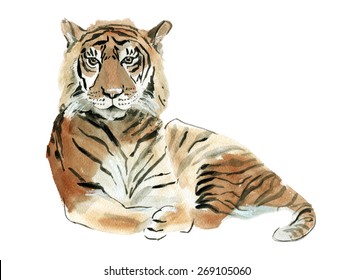 Watercolor Illustration Of A Tiger