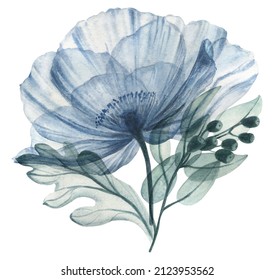 Watercolor illustration with transparent flowers. Transparent blue poppy and berries in pastel colors. Hand drawn elements isolated on white background. design for wedding invitation, greeting card