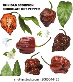 Watercolor illustration Trinidad scorpion choclate hot pepper collection set	
