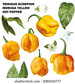 Watercolor illustration Trinidad scorpion moruga yellow hot pepper collection set