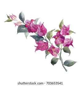 Watercolor illustration of a tropical  bougainvillea flower, a branch with  purple flowers and leaves