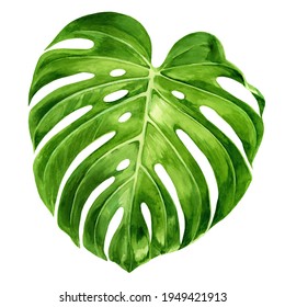 Watercolor Illustration Of Tropical Leaf Of Monstera. Bright Hand Drawn Exotic Jungle Plants