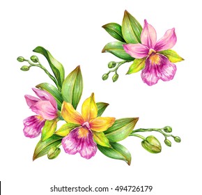 watercolor illustration, tropical orchid flowers, green leaves, closed buds, floral composition,  design elements set isolated on white background
