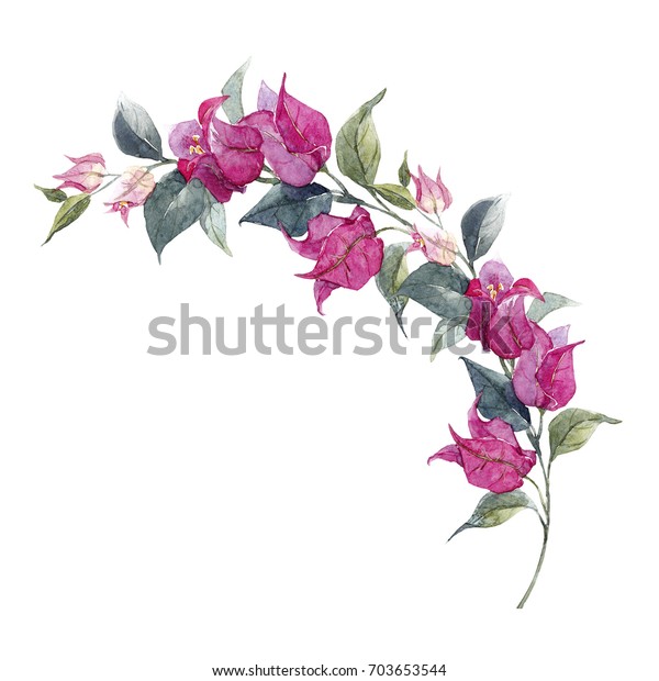 熱帯紫のブガンビラの花と花と葉の枝の水彩イラスト のイラスト素材