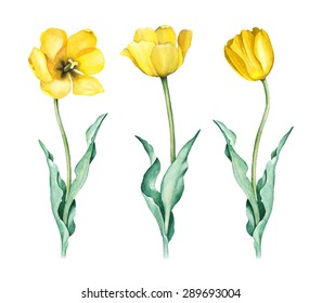 Watercolor Illustration Of Tulips