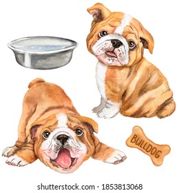 Watercolor illustration of two english bulldogs, favorite pet, ginger dog, furry friend, bulldog puppies