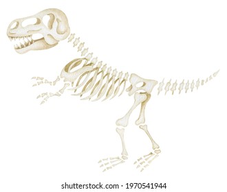 1,645 Fossil Watercolor Images, Stock Photos & Vectors | Shutterstock