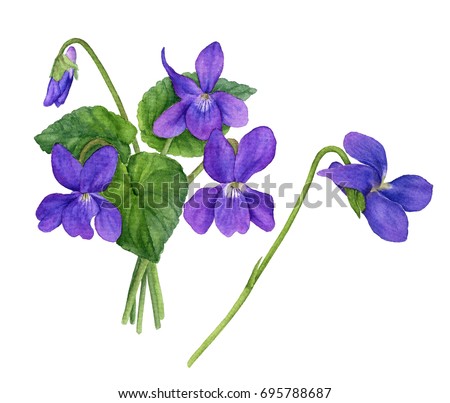 Watercolor illustration of violet flowers with leaves and buds. Bouquet of field violets. 