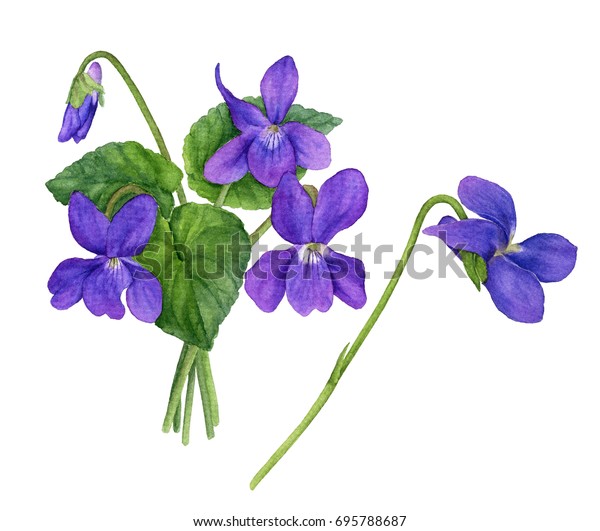 紫色の花の葉と芽の水彩イラスト スミレの花束 のイラスト素材