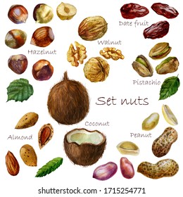 Watercolor illustration walnut set. Peanut. Inshell peanuts, peeled peanuts, peanut grains in the husk. Hazelnut. Inshell hazelnuts, peeled hazelnuts, hazelnuts in husk. Coconut and half a coconut.