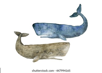 Watercolor Illustration Whale the white background