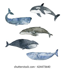 Watercolor Illustration Whale White Backgroundspermgrampusgray ...