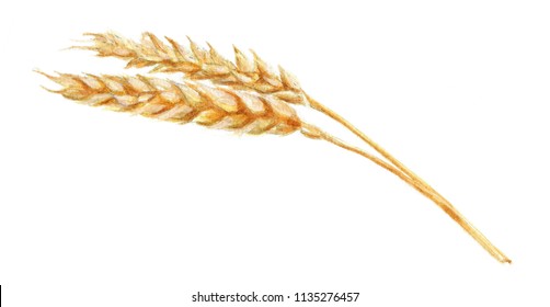 Watercolor Illustration Of Wheat Spike, Hand Drawing