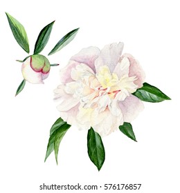 Watercolor Illustration Of A White Peony With Leaves And Bud. Set Of Floral Elements Isolated On White Background