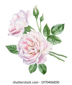 Watercolor illustration of white pink roses with leaves and buds. Vintage delicate floral arrangement