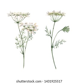 Watercolor illustration white wildflowers  Queen Anne's Lace